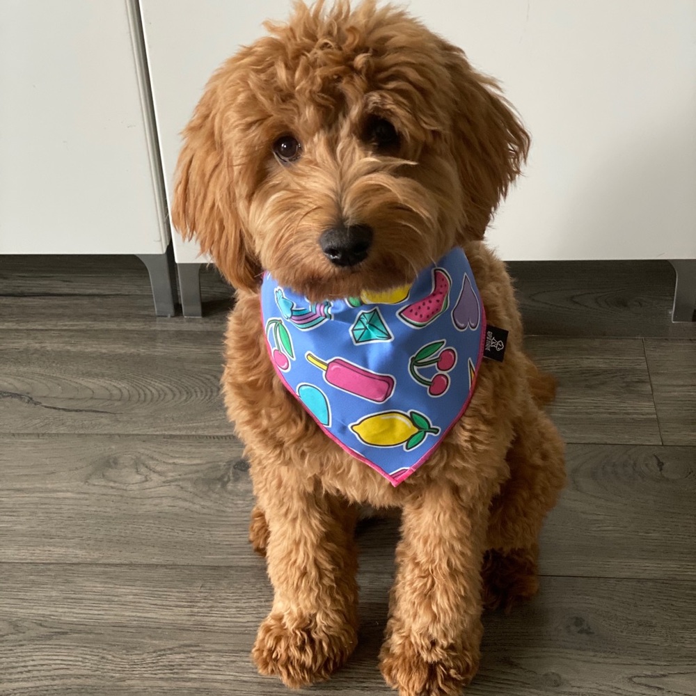 Ripley & Rue graphic pet bandana